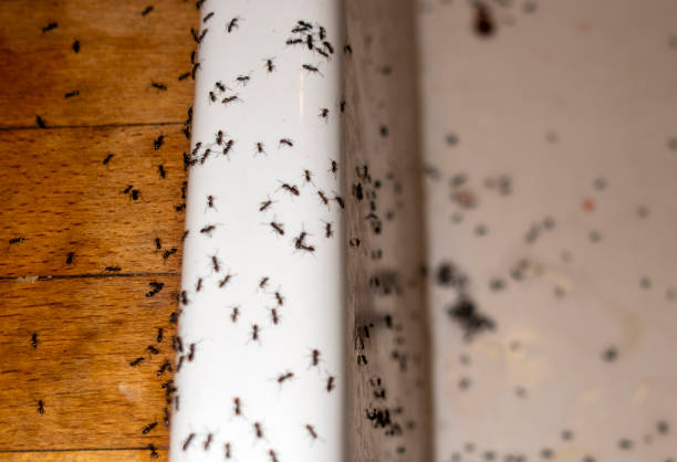 Best Mosquito Control Services  in Buena Vista, GA