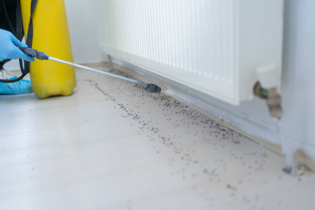 Best Residential Pest Control  in Buena Vista, GA