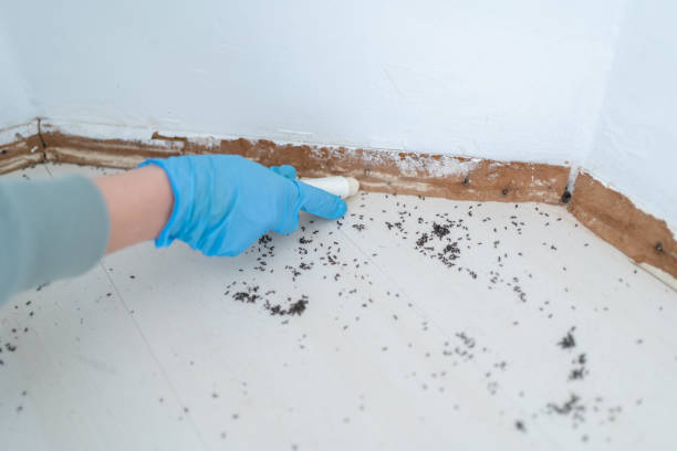 Best Emergency Pest Control  in Buena Vista, GA